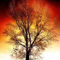 Дерево в огне :: Анна Бурсова