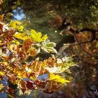 Осень, осень, лес остыл и листья сбpосил.... :: Анастасия Хряпченко