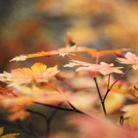 Сквозь листву - в Осень.... :: Katrin Anchutina