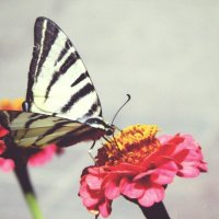 Последняя бабочка осени :: Наталья Ткачёва