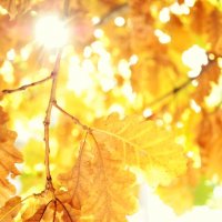 autumn sun :: Mariam 