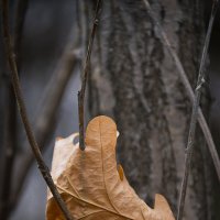 Упорство :: Алексей (АСкет) Степанов