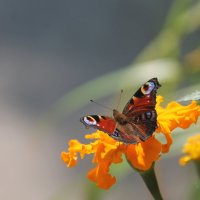 Бабочка :: Елизавета Овсянникова