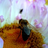 пчелка на цветке :: Александр 