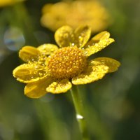 Alpine flower :: Наталья Лев