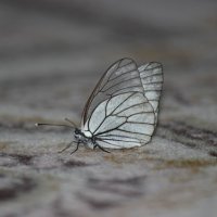 Бабочка :: Александра Синяева