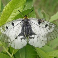 Муха на крыле бабочки :: Сергей Михальченко