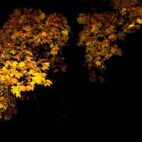 Листья в ночи :: Андрей Столяров