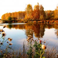 Осень, осень :: Геннадий Ячменев