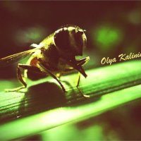 ...Bee... :: Olya Kalinin*