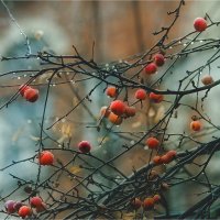 Райские яблочки :: Sergey Zimoglyad