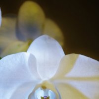 орхидея :: Анна Веро