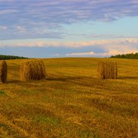 Пшеничное поле :: G Nagaeva