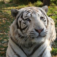 Белый Тигр :: Клим 