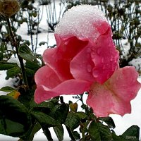 Роза в снегу :: Татьяна Пальчикова