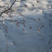Следы на снегу :: Оля Сураева