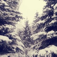 Снег на елках :: Таня Новик