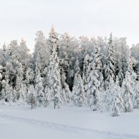 На лыжне. :: Николай Тренин