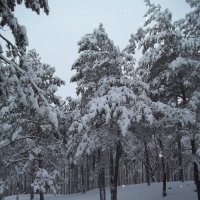 Зимний лес :: Надежда Сорокина