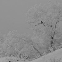 Первый снег :: Светлана Мурзина