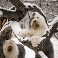 Мыша на дереве :: Лариса Батурова