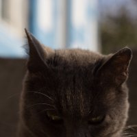 Скучающий кот :: Владислав Алекс