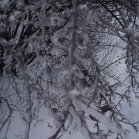 Ледяная зима*) :: nastya21 