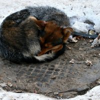 Собачья жизнь. :: Евгений Юрков