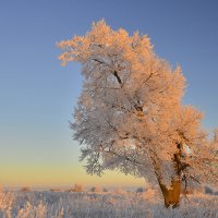 В лучах рассвета... :: Олег .