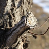 Дерево :: Оспанова Айгуль 