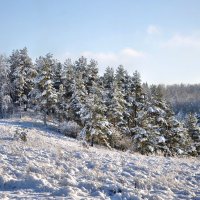 Тишина в лесу :: Александр Сергеев