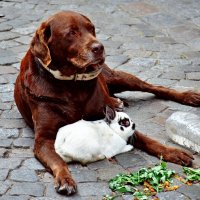 Собака не только человека друг, собака друг для все вокруг! :: Владислав Ильницкий