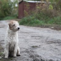 Жизнь собаки трудна :: Лидия Орембо