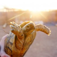 Turtles :: Urban Photograph