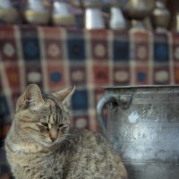 Cat in Old Baku :: Zeyn JVN 