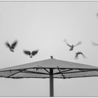 Летите голуби, летите... :: Борис Аарон