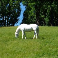 Белая лошадь :: Olga Volkova