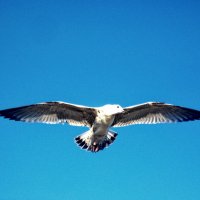 sea bird :: Юля Рудакова