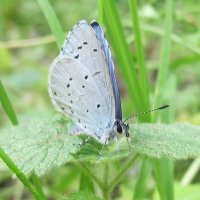 Butterfly :: Юлия Суханова