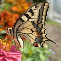 Бабочка-красавица! :: Королева Надежда 