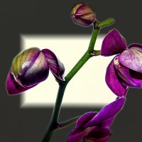 Орхидея :: Olga Ольга