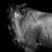 Красота и изящество в лошади :: Александра Карпушкина