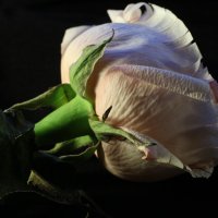 Тюнингованная роза :: Ekaterina Nikolaeva