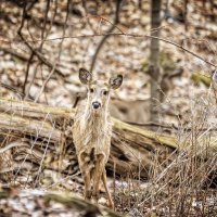 young deer :: Alexandr Ghereg