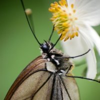 Королева красоты :: Виктор Изотов