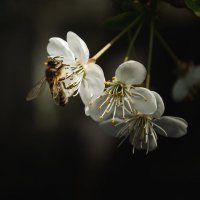 Пчела :: Руслан 