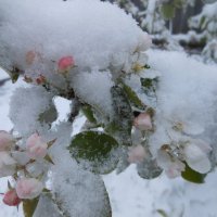 Яблоня и снег :: Полина Комарова