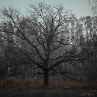 Dark forest :: Алексей Степин