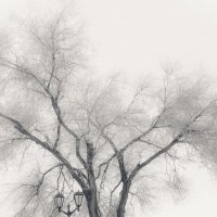 История одного дерева.. :: Yuriy Puzhalin