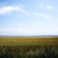 Бескрайнее пшеничное поле :: Анастасия Зубарева